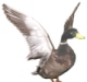 ducks unlimited belts
